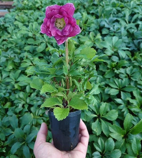 クリスマスローズ 株分け苗 ダブルセミダブル パパピエノワールドゥ 花