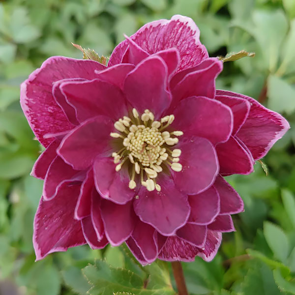 園芸ネットクリスマスローズの苗のおすすめ人気商品一覧 通販 - Yahoo