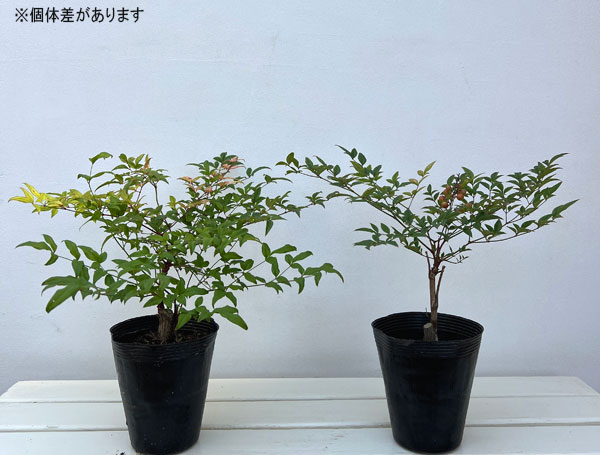 南天（花、ガーデニング）のおすすめ人気商品一覧 通販 - Yahoo