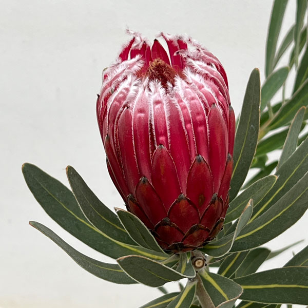 プロテア 苗のおすすめ人気商品一覧 通販 - Yahoo!ショッピング