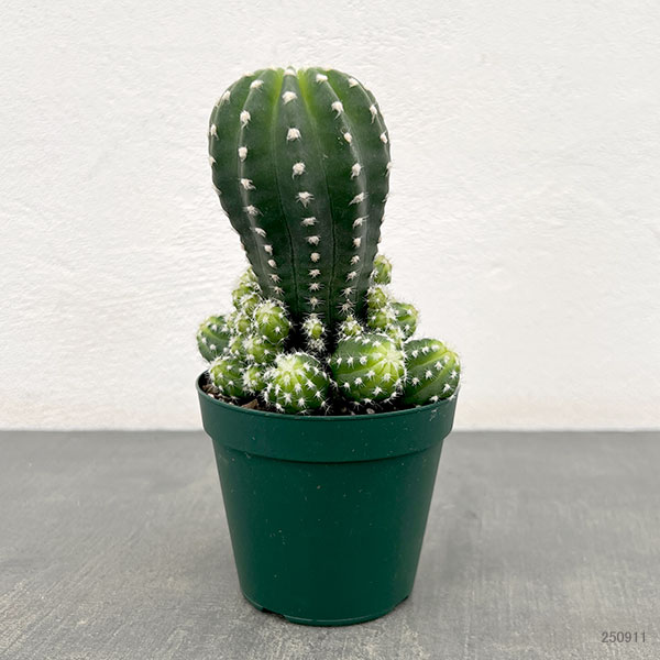 観葉植物 サボテン エキノプシス フォルモーサ 3号硬質ポット : 園芸