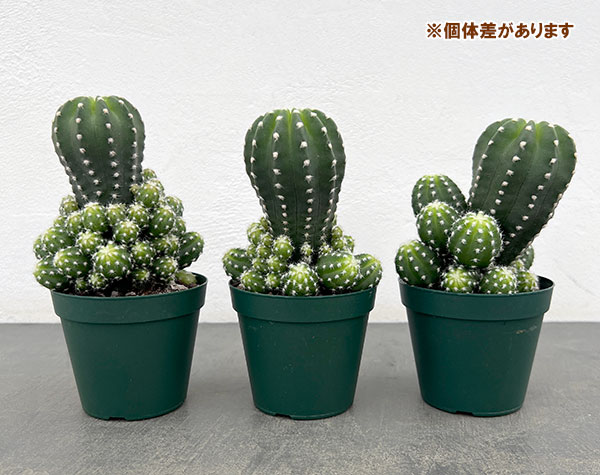 観葉植物 サボテン エキノプシス フォルモーサ 3号硬質ポット : 園芸