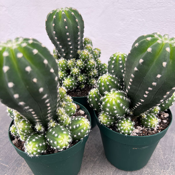 観葉植物 サボテン エキノプシス フォルモーサ 3号硬質ポット : 園芸