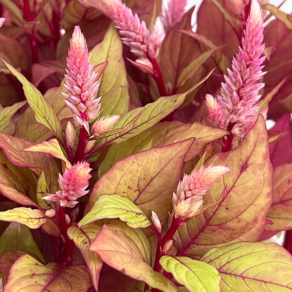 草花の苗 セロシア(ケイトウ) イエローテイル...の詳細画像4