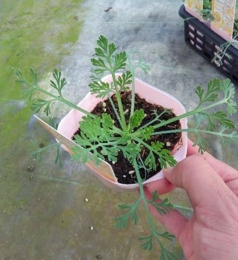 草花の苗 カリフォルニアポピー ピーチソーベット3.5号ポット |  | 02