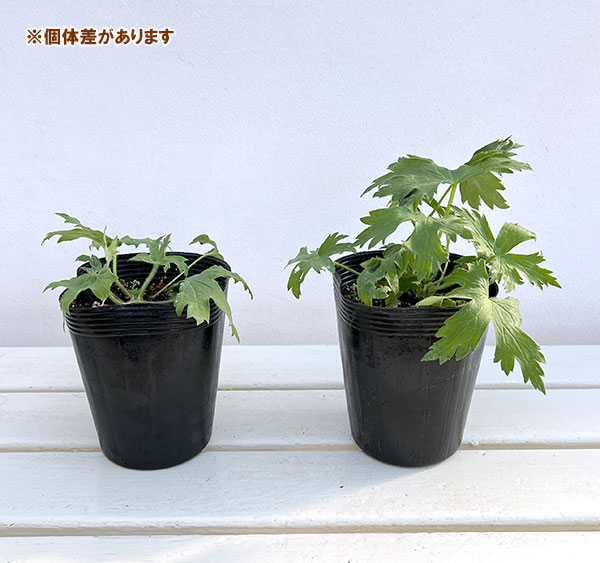 草花の苗 デルフィニウム パープルサプライズ4号ポット : 園芸ネット