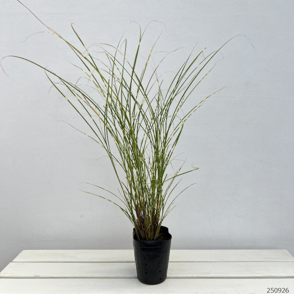 すすき（苗） | 花、ガーデニング のおすすめ人気商品一覧 通販
