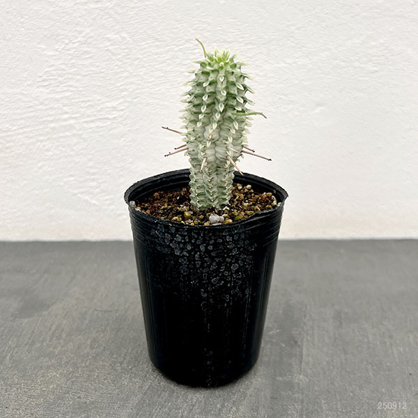 観葉植物 ユーフォルビア シラカバキリン 2....の詳細画像1