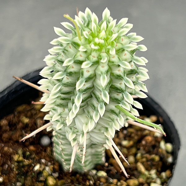 観葉植物 ユーフォルビア シラカバキリン 2....の詳細画像3