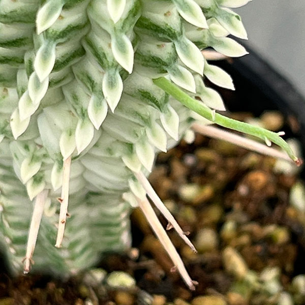 観葉植物 ユーフォルビア シラカバキリン 2....の詳細画像4