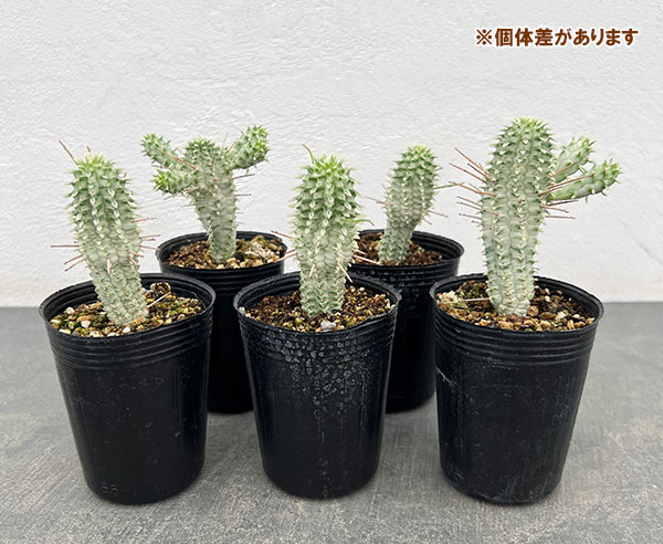 観葉植物 ユーフォルビア シラカバキリン 2....の詳細画像5