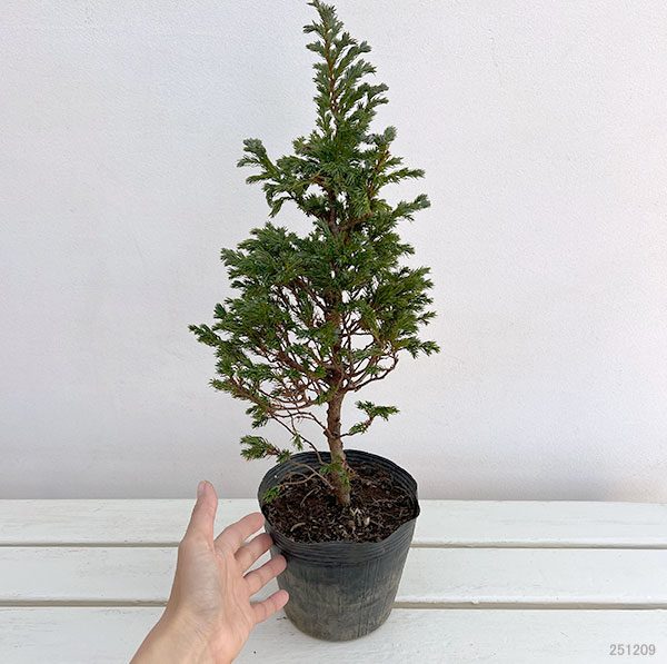 庭木 ヒバ（コニファー、針葉樹）｜苗木、植木 | 花、ガーデニング の