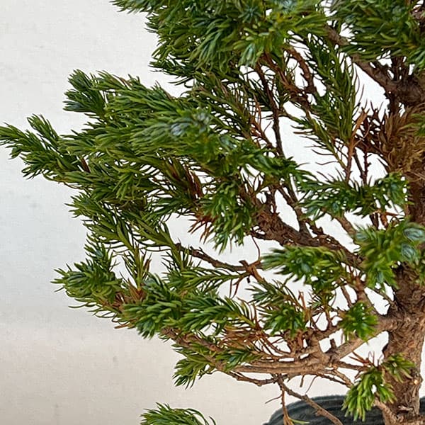 庭木 ヒバ（コニファー、針葉樹）｜苗木、植木 | 花、ガーデニング の