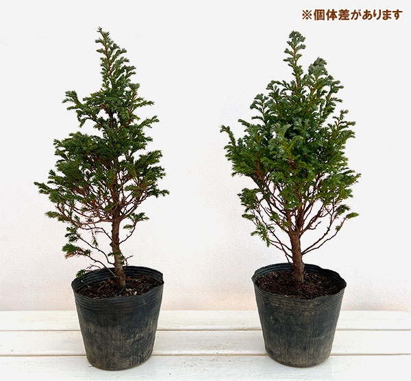 庭木 ヒバ（コニファー、針葉樹）｜苗木、植木 | 花、ガーデニング の