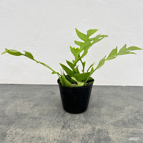 クジャクサボテンのおすすめ人気商品一覧 通販 - Yahoo!ショッピング