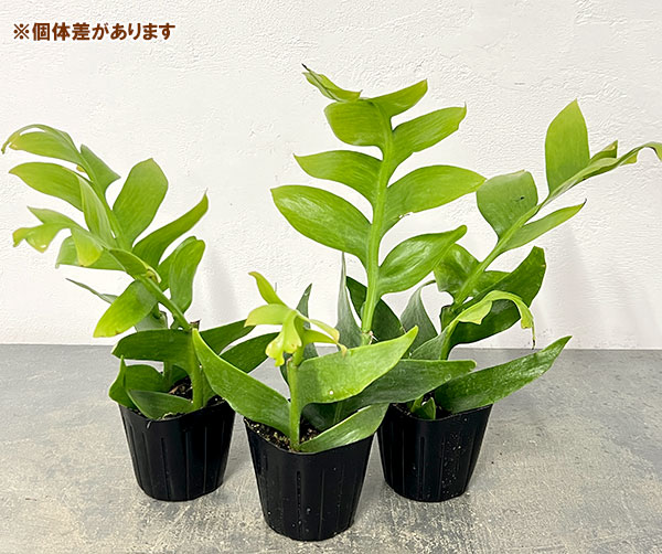 クジャクサボテン（サボテン、多肉植物） | 花、ガーデニング の