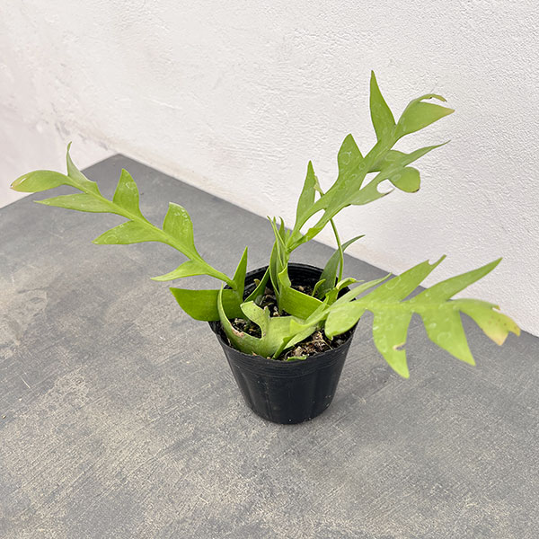 クジャクサボテンのおすすめ人気商品一覧 通販 - Yahoo!ショッピング