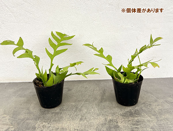 クジャクサボテンのおすすめ人気商品一覧 通販 - Yahoo!ショッピング