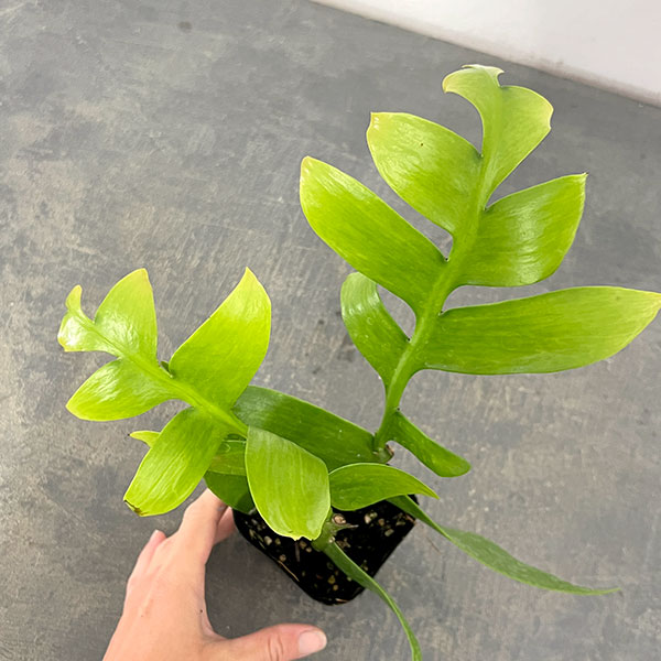 クジャクサボテン（サボテン、多肉植物） | 花、ガーデニング の商品