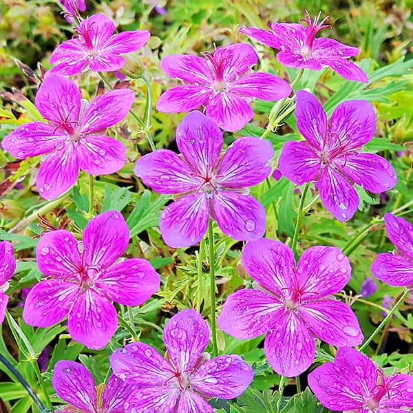 ゲラニウムのおすすめ人気商品一覧 通販 - Yahoo!ショッピング