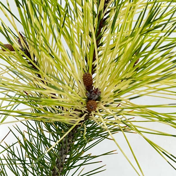 赤松 苗のおすすめ人気商品一覧 通販 - Yahoo!ショッピング