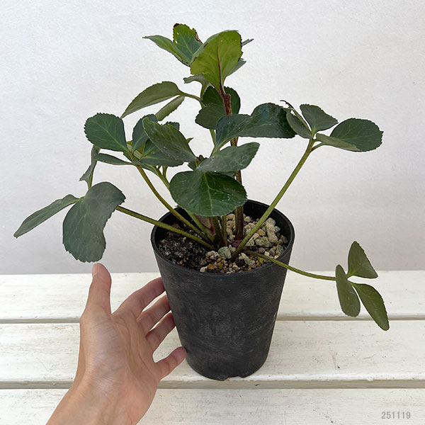 クリスマスローズ *HGC 雪の妖精 ケイティー4.5号ポット : 園芸ネット