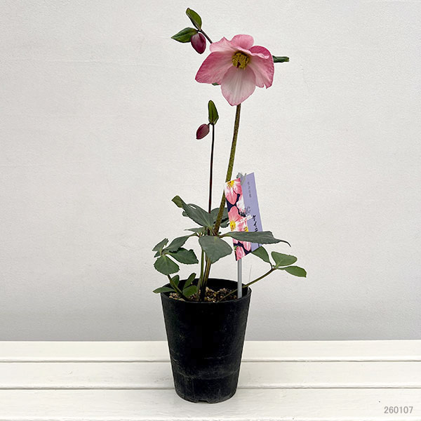 クリスマスローズ *HGC 雪の妖精 ケイティー4.5号ポット クリスマス