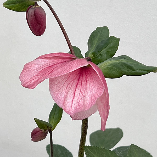 クリスマスローズ *HGC 雪の妖精 ケイティー4.5号ポット : 園芸ネット