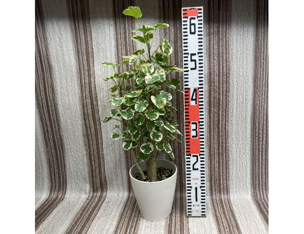 観葉植物 ポリシャス マルギナータ 斑入り 5...の詳細画像2