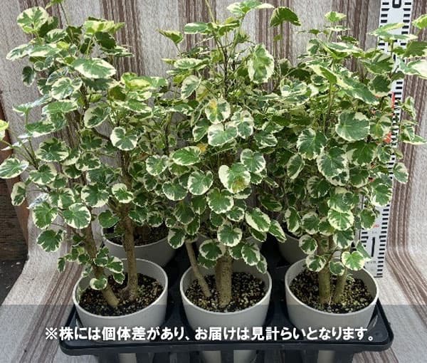 観葉植物 ポリシャス マルギナータ 斑入り 5...の詳細画像3