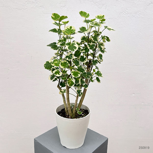 ポリシャス（観葉植物） | 花、ガーデニング のおすすめ人気商品一覧