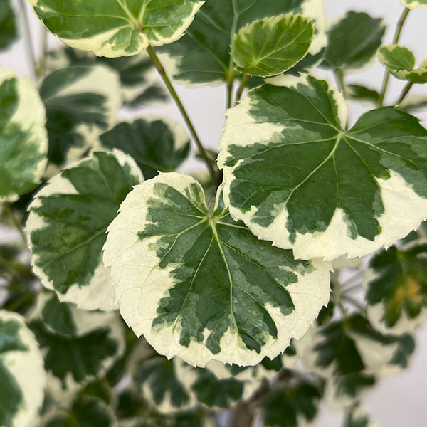 観葉植物 ポリシャス マルギナータ 斑入り 5...の詳細画像5