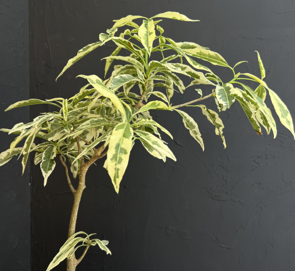 バオバブ（観葉植物） | 花、ガーデニング のおすすめ人気商品一覧