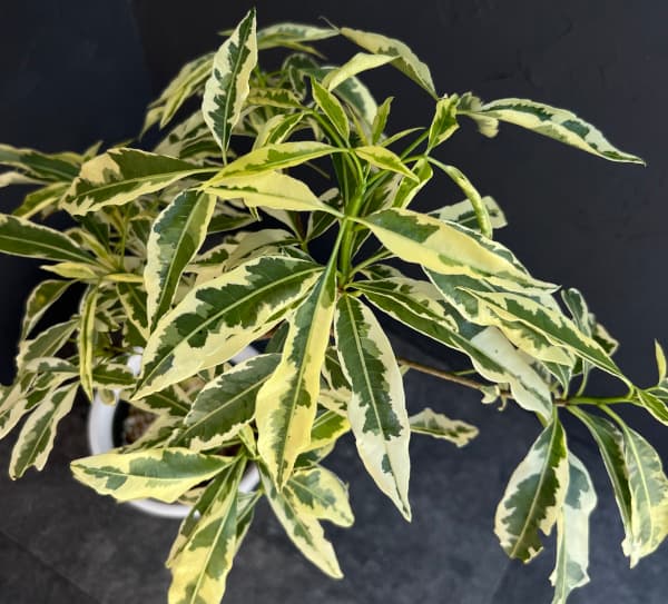 バオバブの木（観葉植物） | 花、ガーデニング の商品一覧 通販