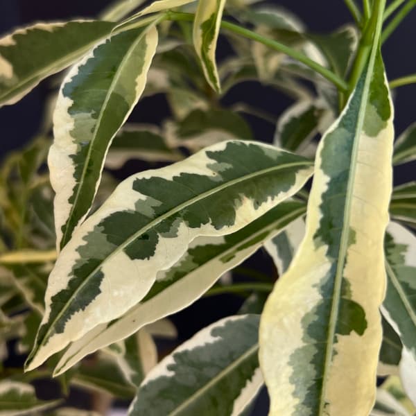バオバブの木（観葉植物） | 花、ガーデニング の商品一覧 通販