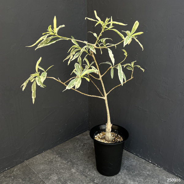 バオバブの木（観葉植物） | 花、ガーデニング のおすすめ人気商品一覧