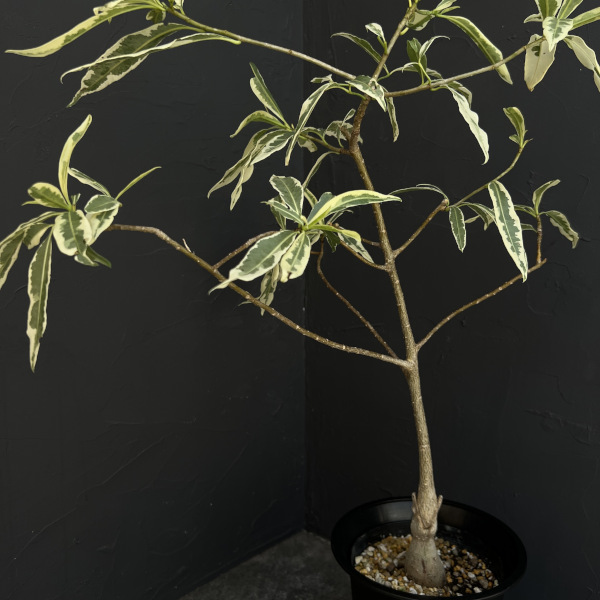 バオバブ（観葉植物） | 花、ガーデニング のおすすめ人気商品一覧