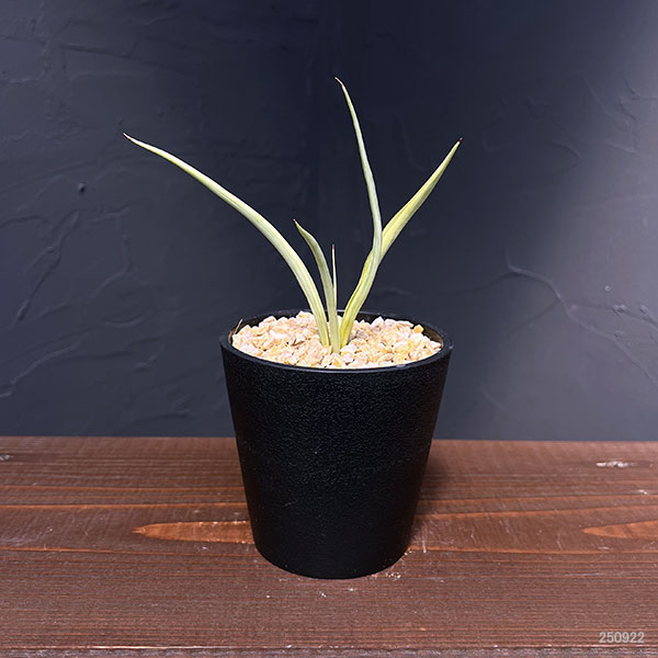 観葉植物 サンセベリア ダンシングドラゴン 3...の詳細画像5