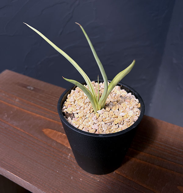 観葉植物 サンセベリア ダンシングドラゴン 3...の詳細画像1