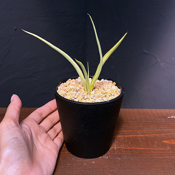 観葉植物 サンセベリア ダンシングドラゴン 3...の詳細画像3