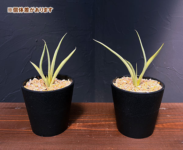 観葉植物 サンセベリア ダンシングドラゴン 3...の詳細画像4