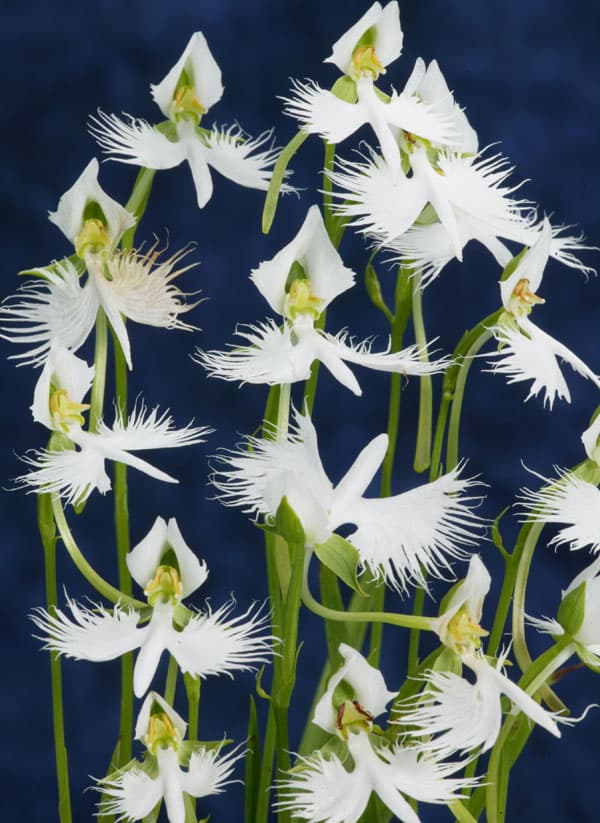 山野草の苗 サギソウ（鷺草） 青葉（中球〜大球選別3球植え）3号ポット