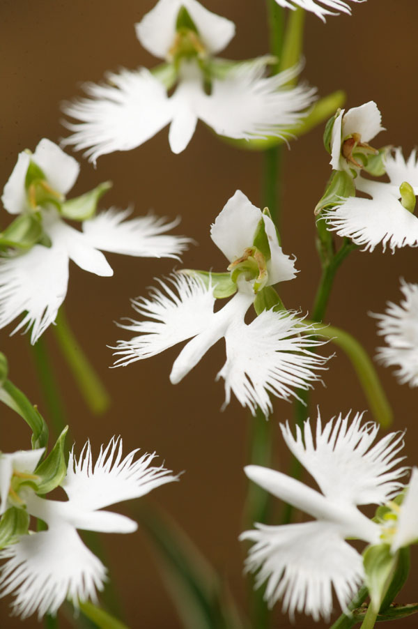 サギソウ（苗） | 花、ガーデニング のおすすめ人気商品一覧 通販