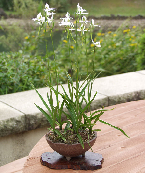 山野草の苗 サギソウ（鷺草） 青葉（中球〜大球選別3球植え）3号ポット