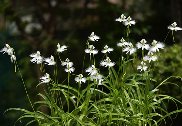 サギソウ（苗） | 花、ガーデニング のおすすめ人気商品一覧 通販
