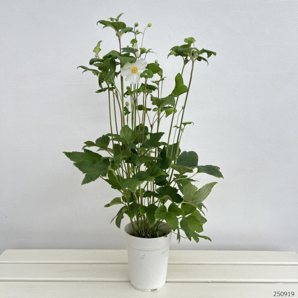 シュウメイギク(秋明菊) ホワイト一重 4号鉢植えの詳細画像2
