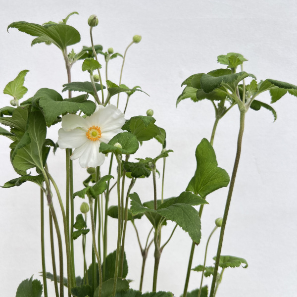 シュウメイギク(秋明菊) ホワイト一重 4号鉢植えの詳細画像3