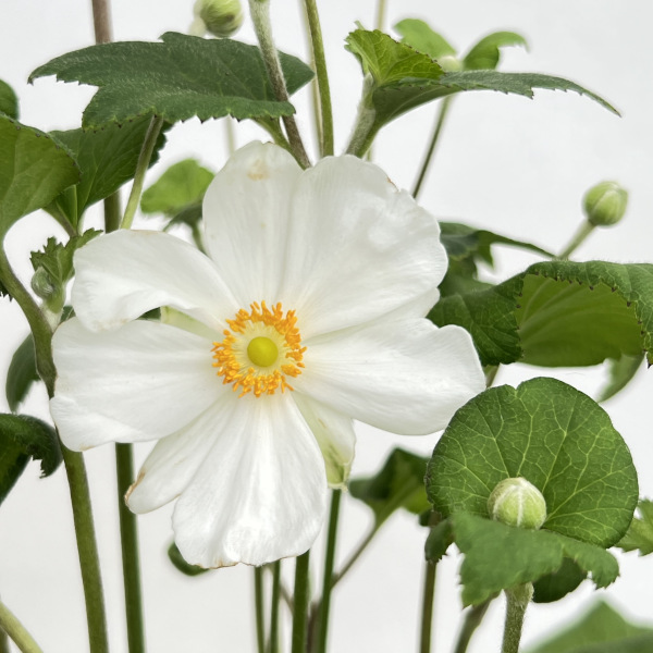 シュウメイギク(秋明菊) ホワイト一重 4号鉢植えの詳細画像4