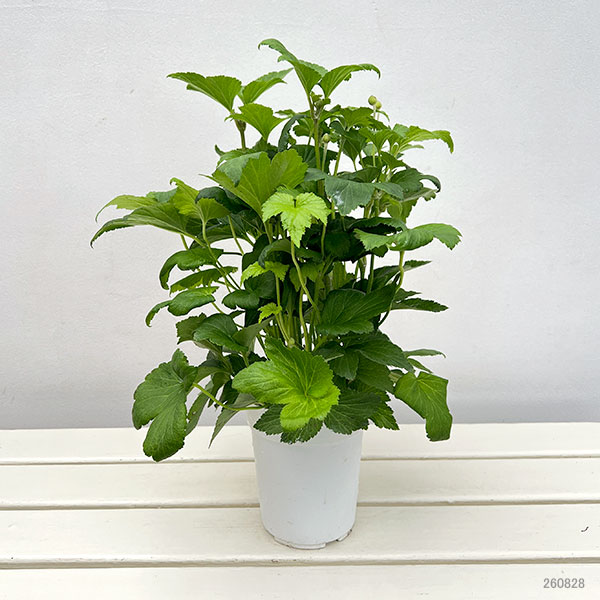 シュウメイギク(秋明菊) ホワイト一重 4号鉢植えの詳細画像1