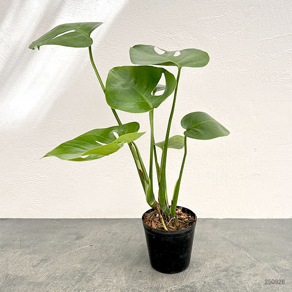 観葉植物 棚卸セール モンステラ デリシオサ コンパクタ（TC苗） 3号